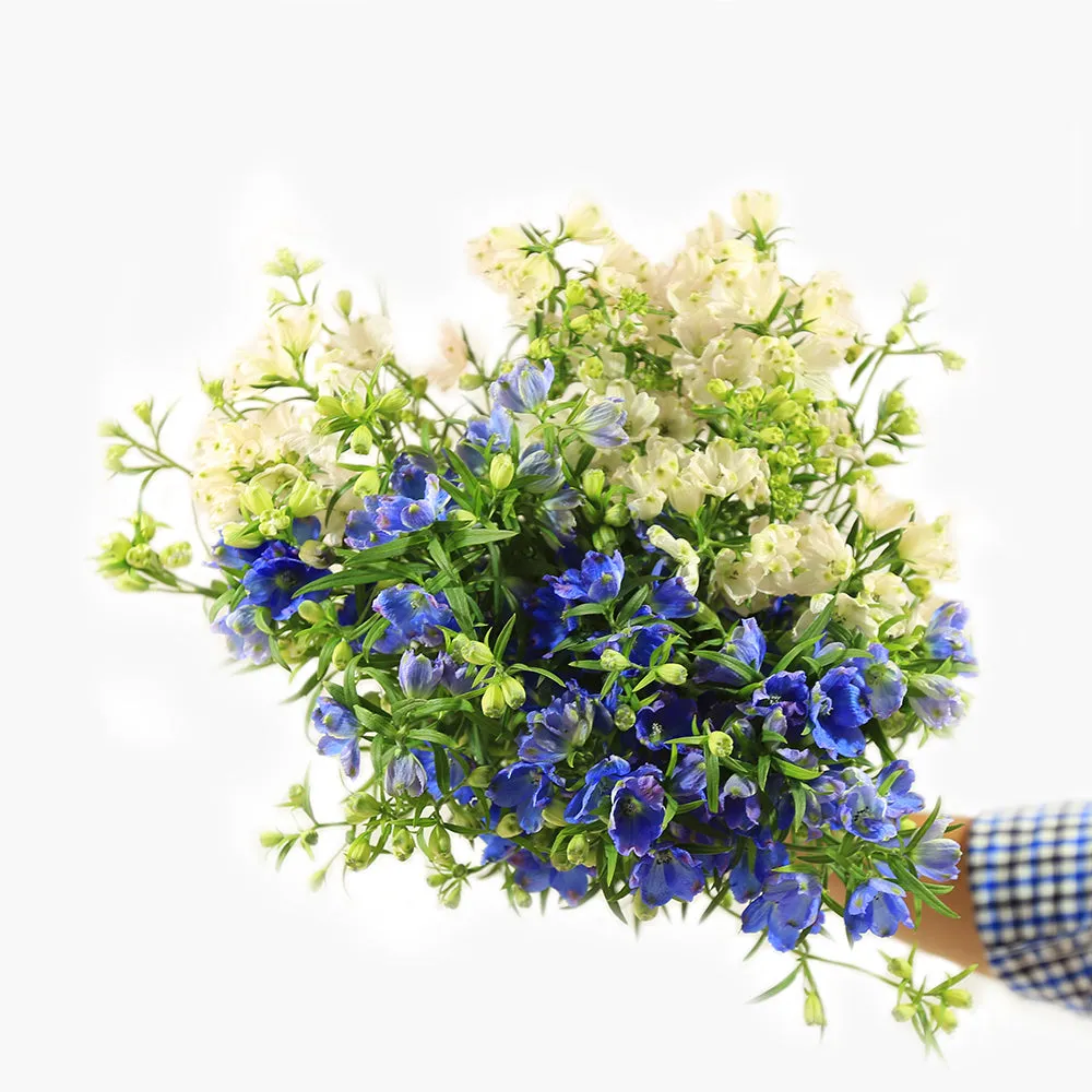 Delphinium Flowers