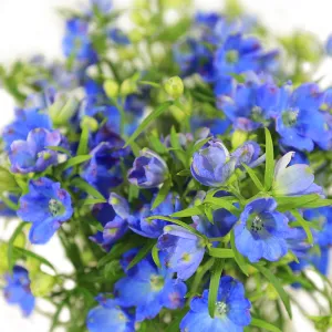 Delphinium Flowers