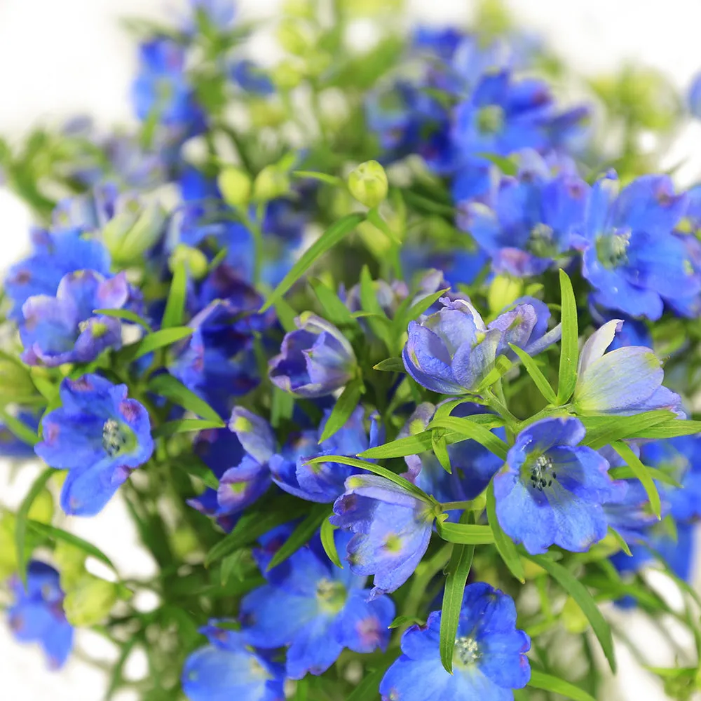 Delphinium Flowers