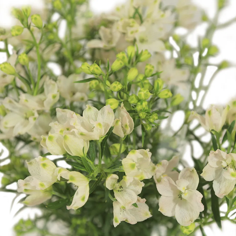 Delphinium Flowers