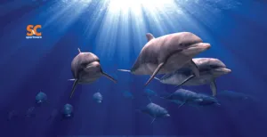DOLPHIN POD TOWEL
