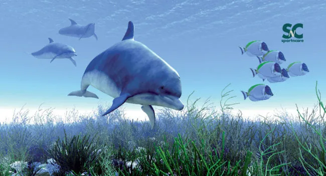 DOLPHIN SCENE TOWEL