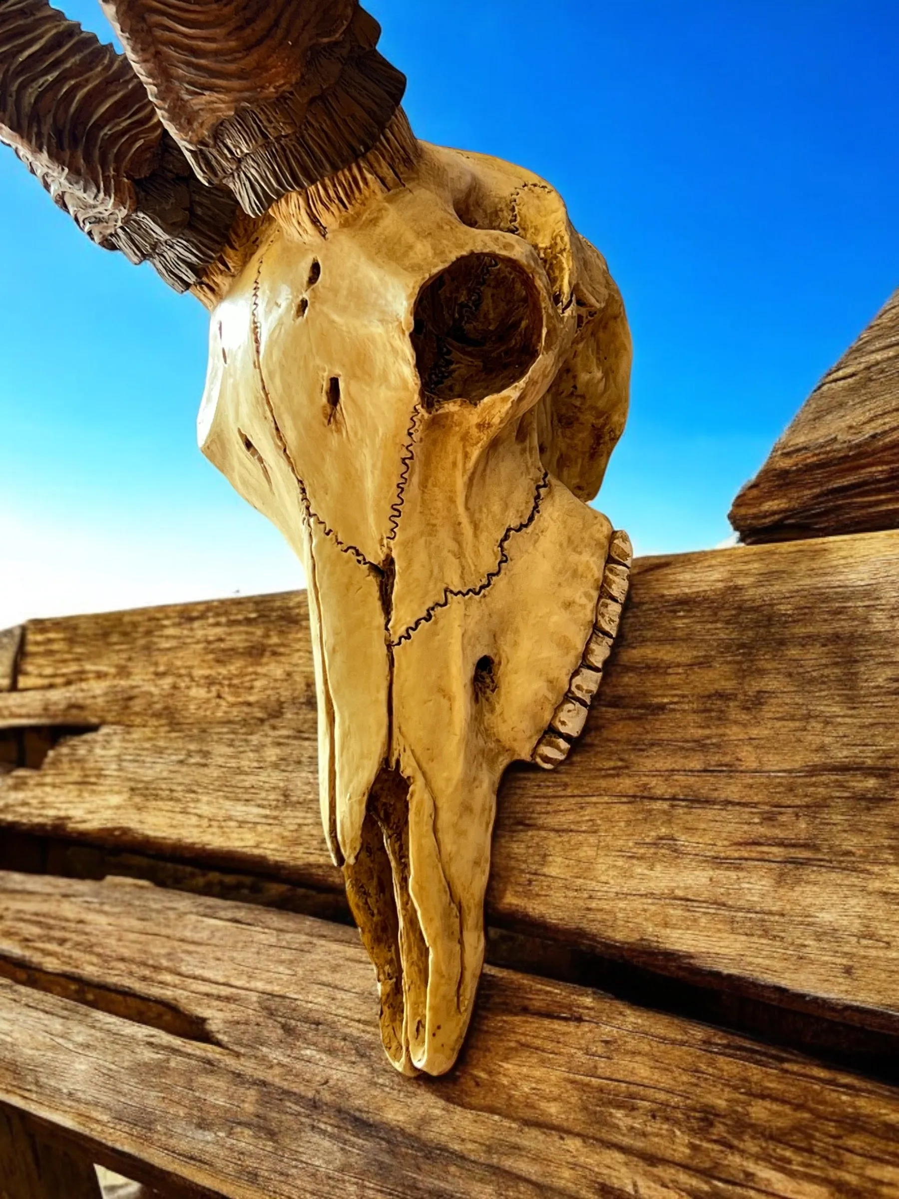 Kudu Skull Wall Plaque - Veronese Design - Corsican Ram Skull