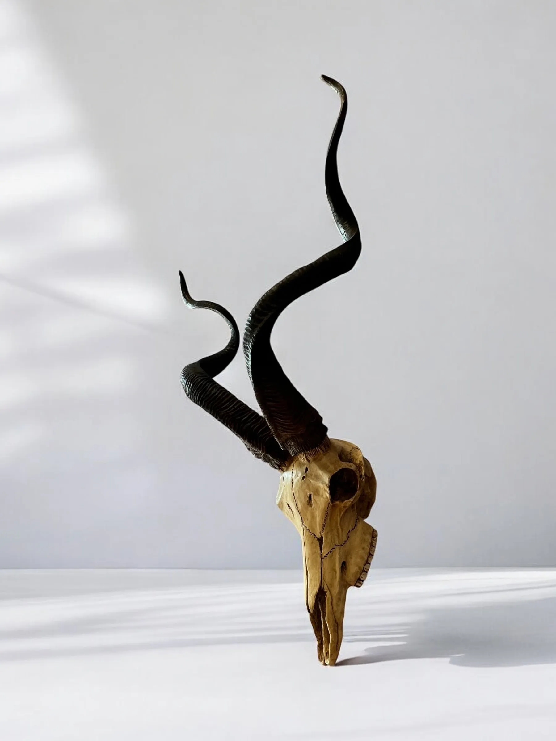 Kudu Skull Wall Plaque - Veronese Design - Corsican Ram Skull