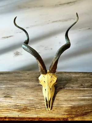 Kudu Skull Wall Plaque - Veronese Design - Corsican Ram Skull