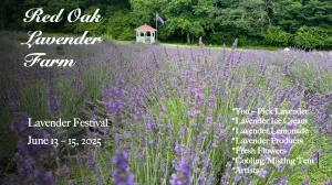 Lavender Festival 2025