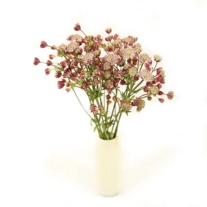 Masterworts | Astrantia Flowers