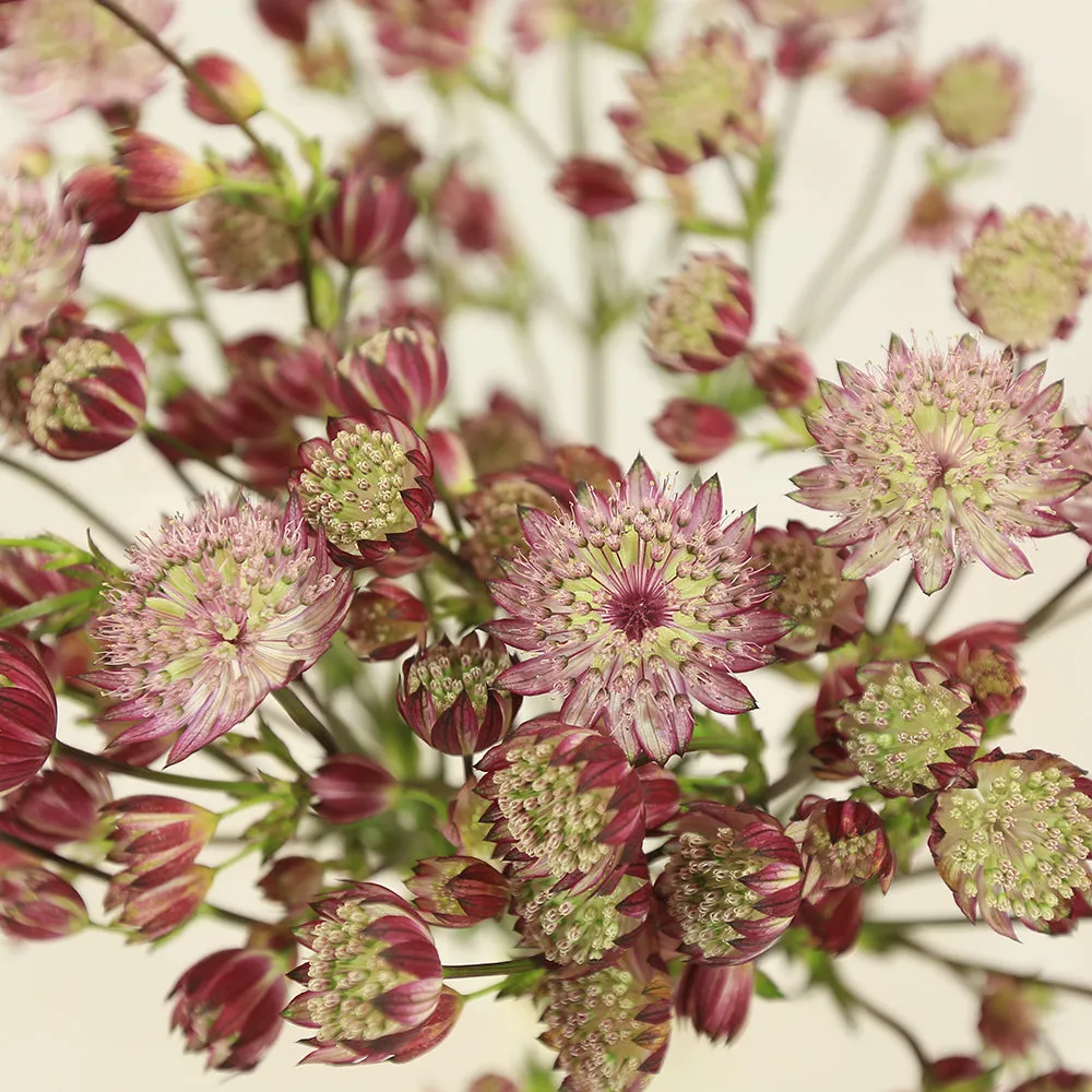 Masterworts | Astrantia Flowers