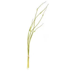 Napa Home Garden, ALLIUM BUD BUNDLE/6,cc223