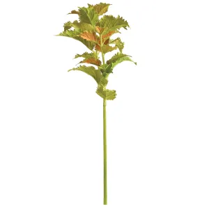 Napa Home Garden, COLEUS STEM 22" GREEN,ntp500gr