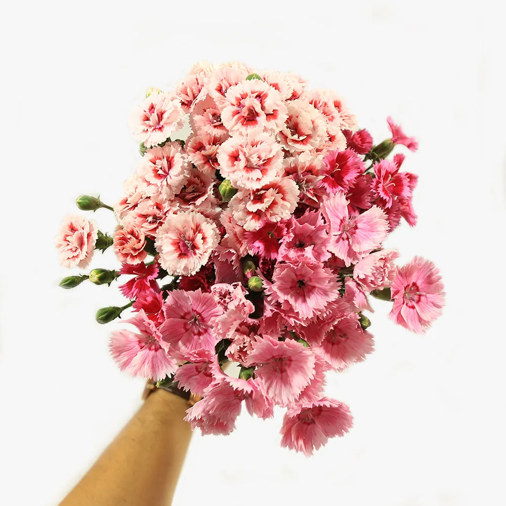 Pinks | Dianthus Flowers