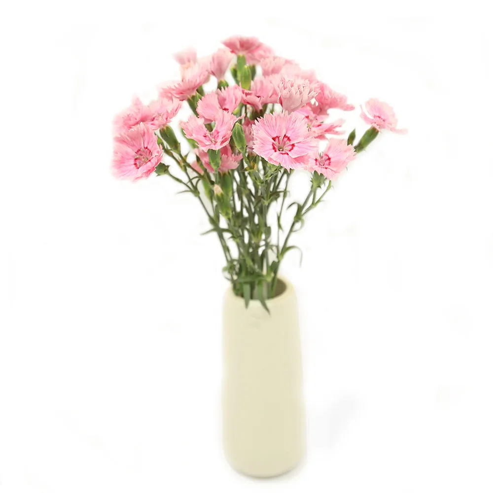 Pinks | Dianthus Flowers