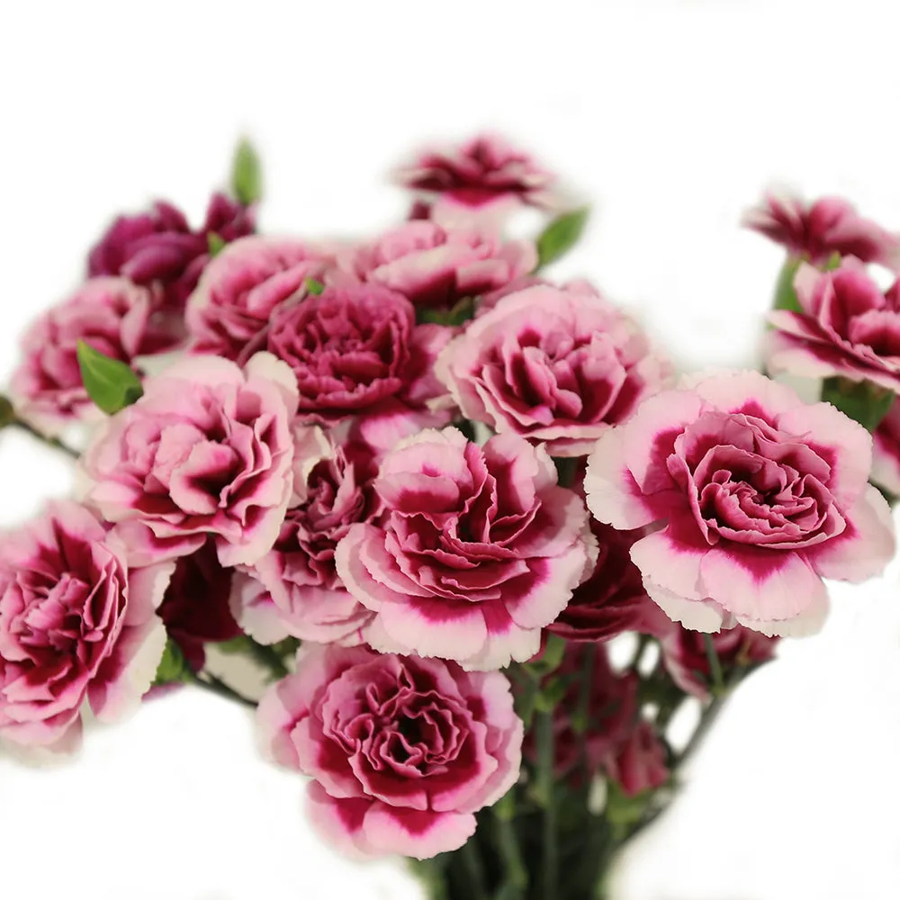 Pinks | Dianthus Flowers