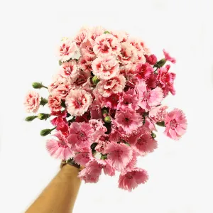 Pinks | Dianthus Flowers