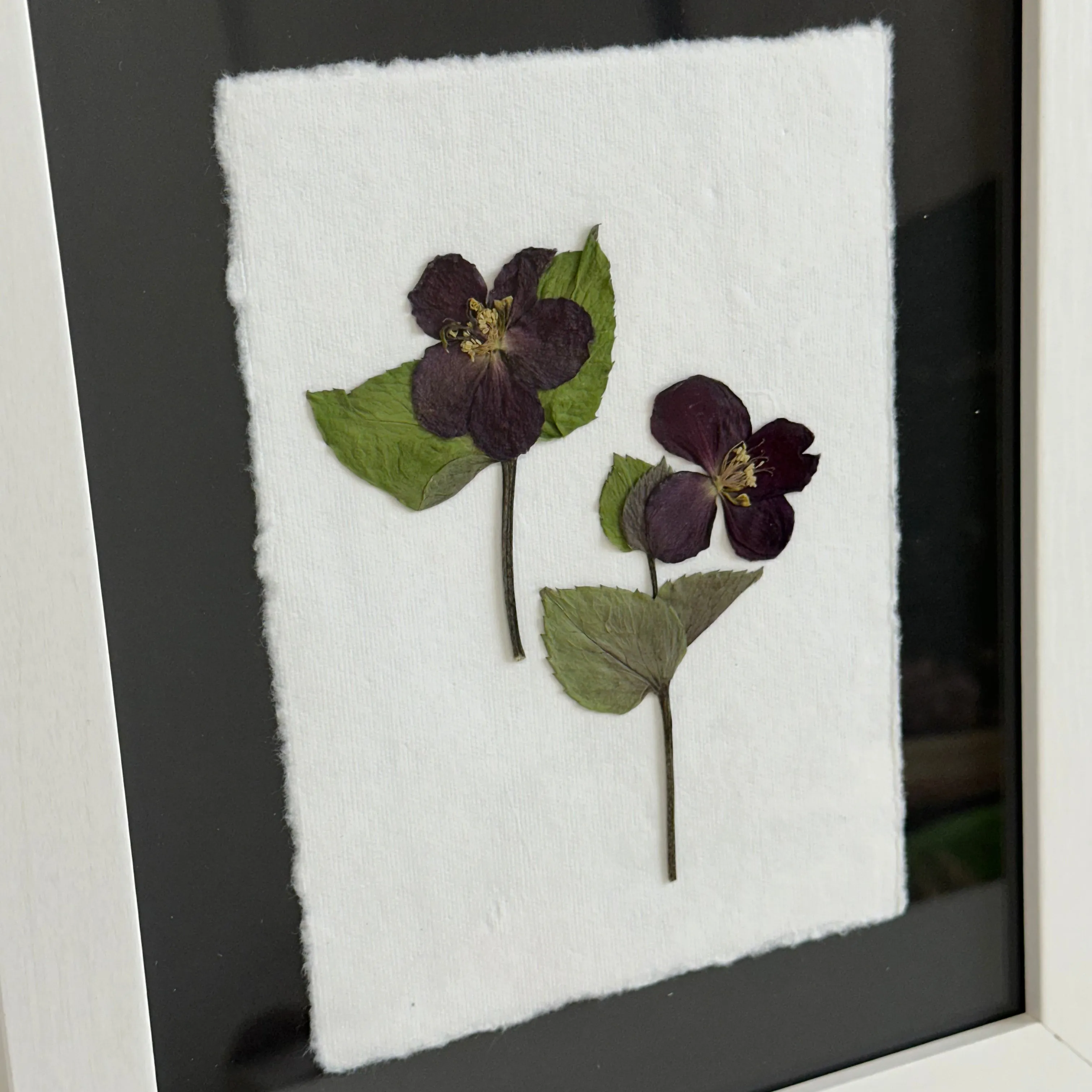 The Botanical Collective "Hellebore"