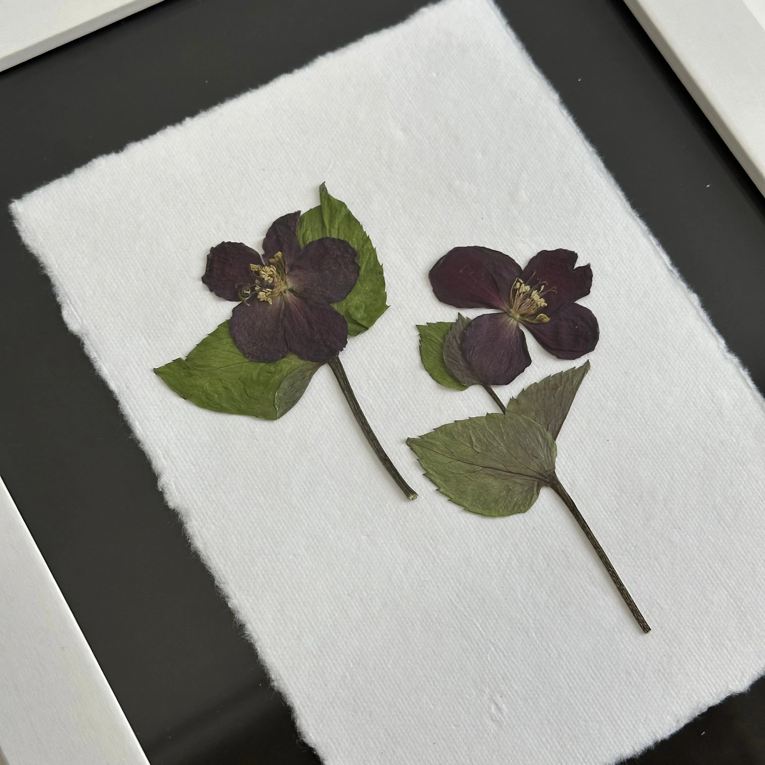 The Botanical Collective "Hellebore"