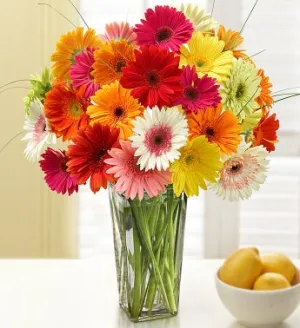 Two Dozen Gerbera Daisies w/Clear Vase