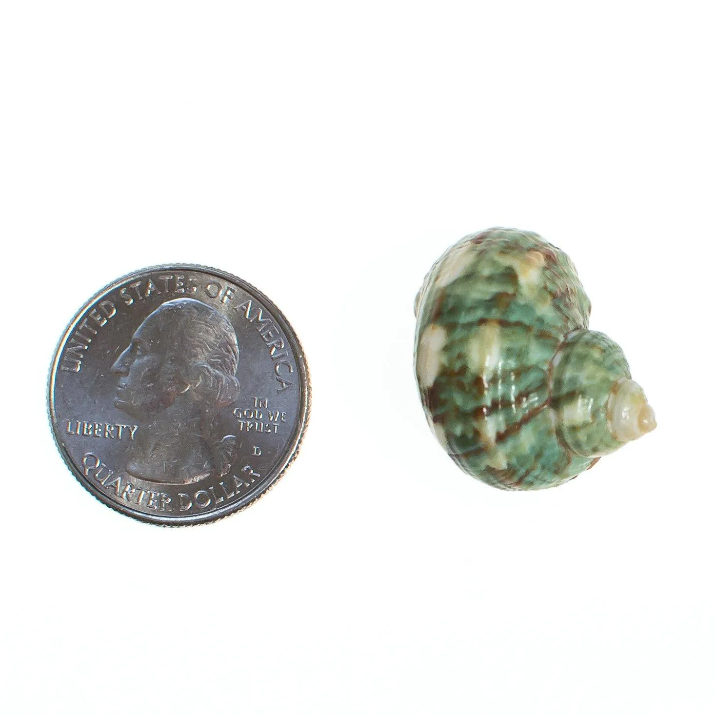 Vintage Green and White Seashell Pendant
